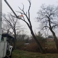 Joels Pro Tree Service of Bellbook image 7